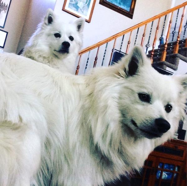 /Images/uploads/Humane Society of Utah/HSU2018/entries/3947thumb.jpg